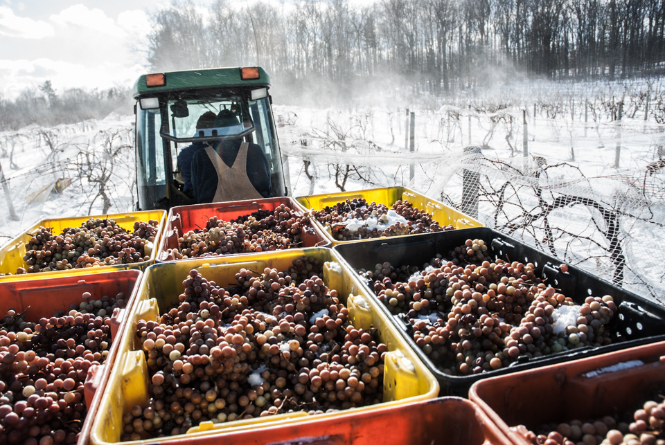 Boxes of ice wine grapes.