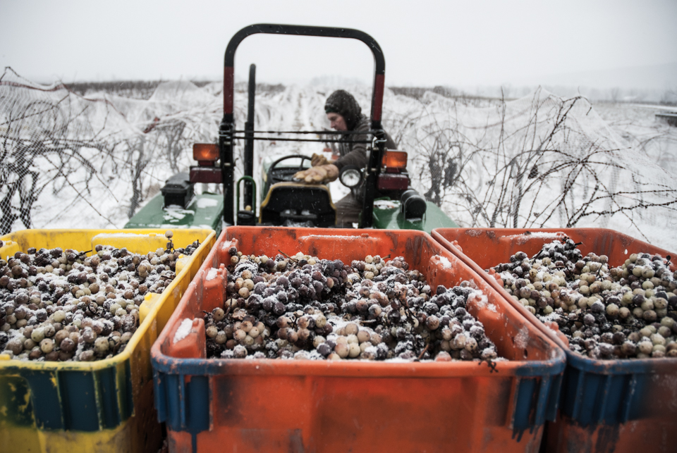 Climbing into tractor with ice wine grapes.