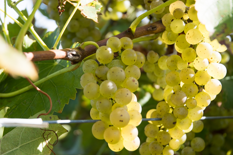 Image of grape on vine in sunlight.