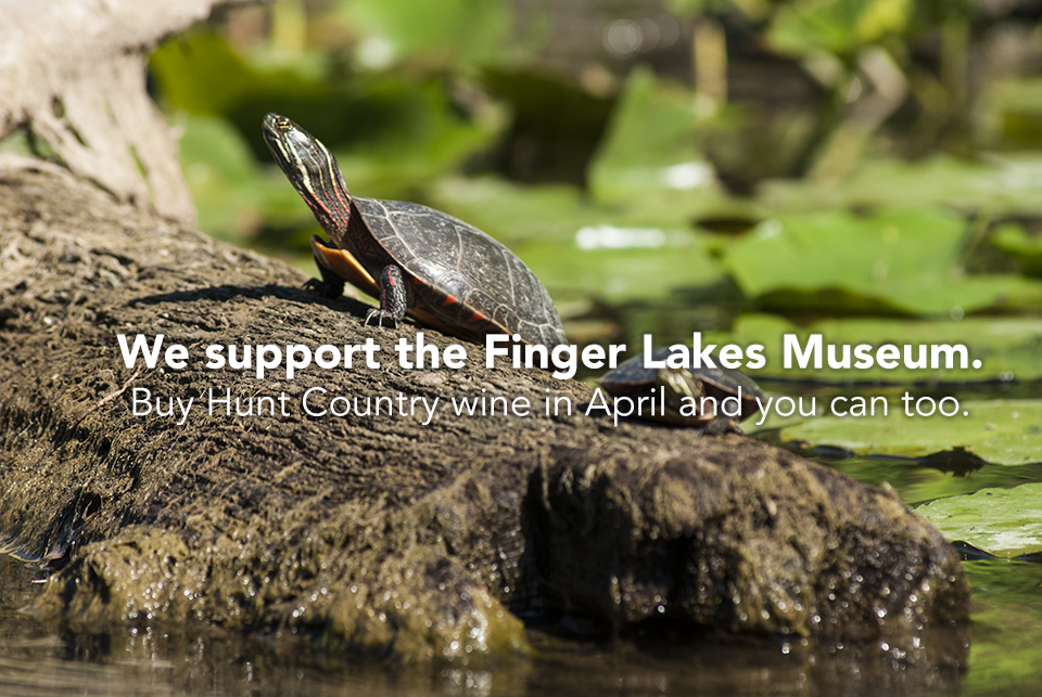 Turtle on log in Sugar Creek by Finger Lakes Museum.