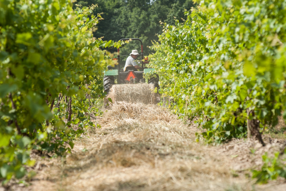 Tractor unrolling straw between vine rows.