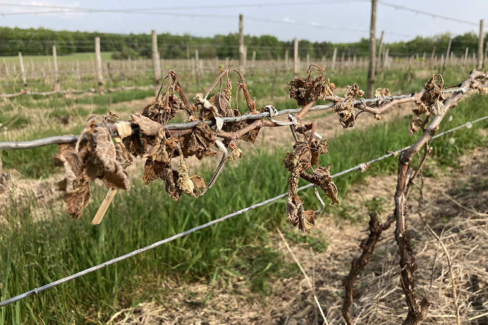 Image of frost damaged vinifera vines.