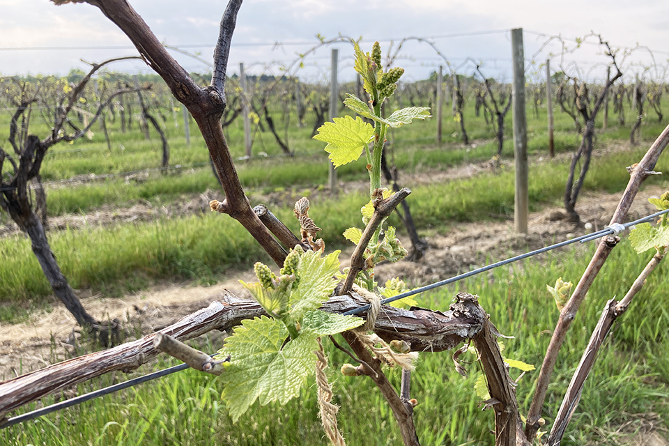Image of healthy hybrid vines.