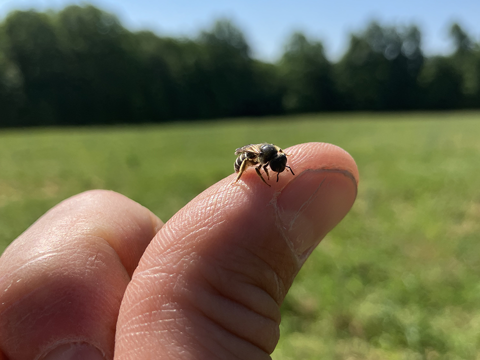 Image of tiny bee on thumb.
