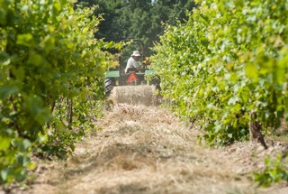 Rolling hay down row