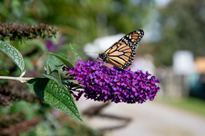 Register - Beneficial Insects for Your Garden 2025